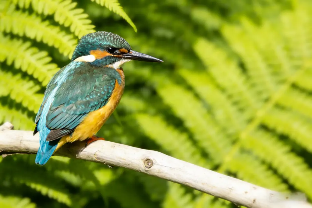 After: professional headshot with blurred background