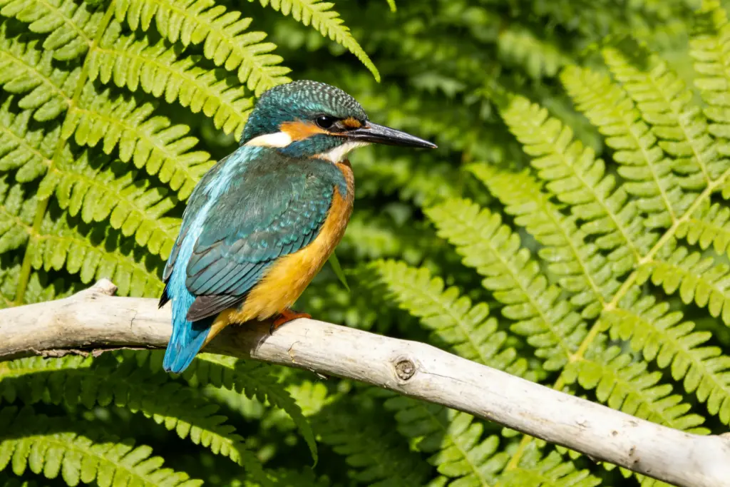 Before: casual photo with busy background