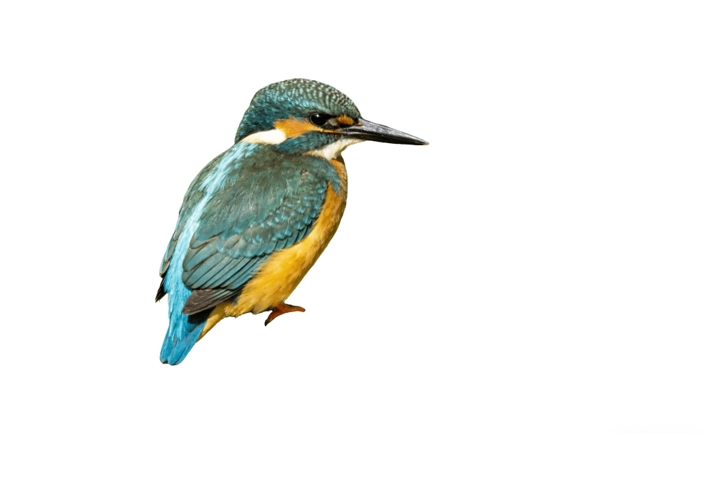 After: subject cleanly separated from background