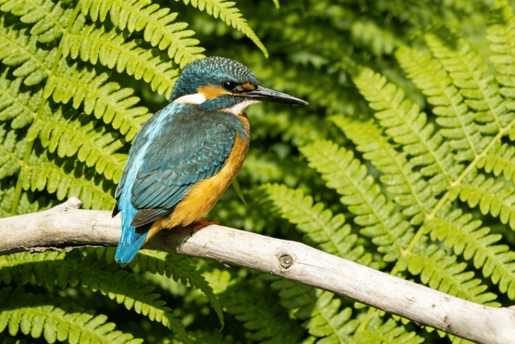 Before: complex background with multiple elements